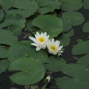 Der Seerosenteich