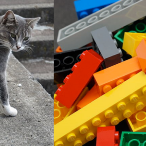 Nachts sind alle Katzen grau – oder?
