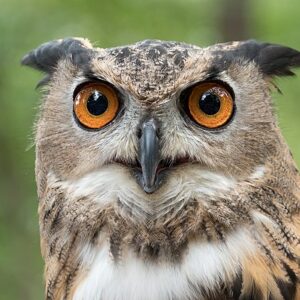 Zwei Augen sehen mehr!